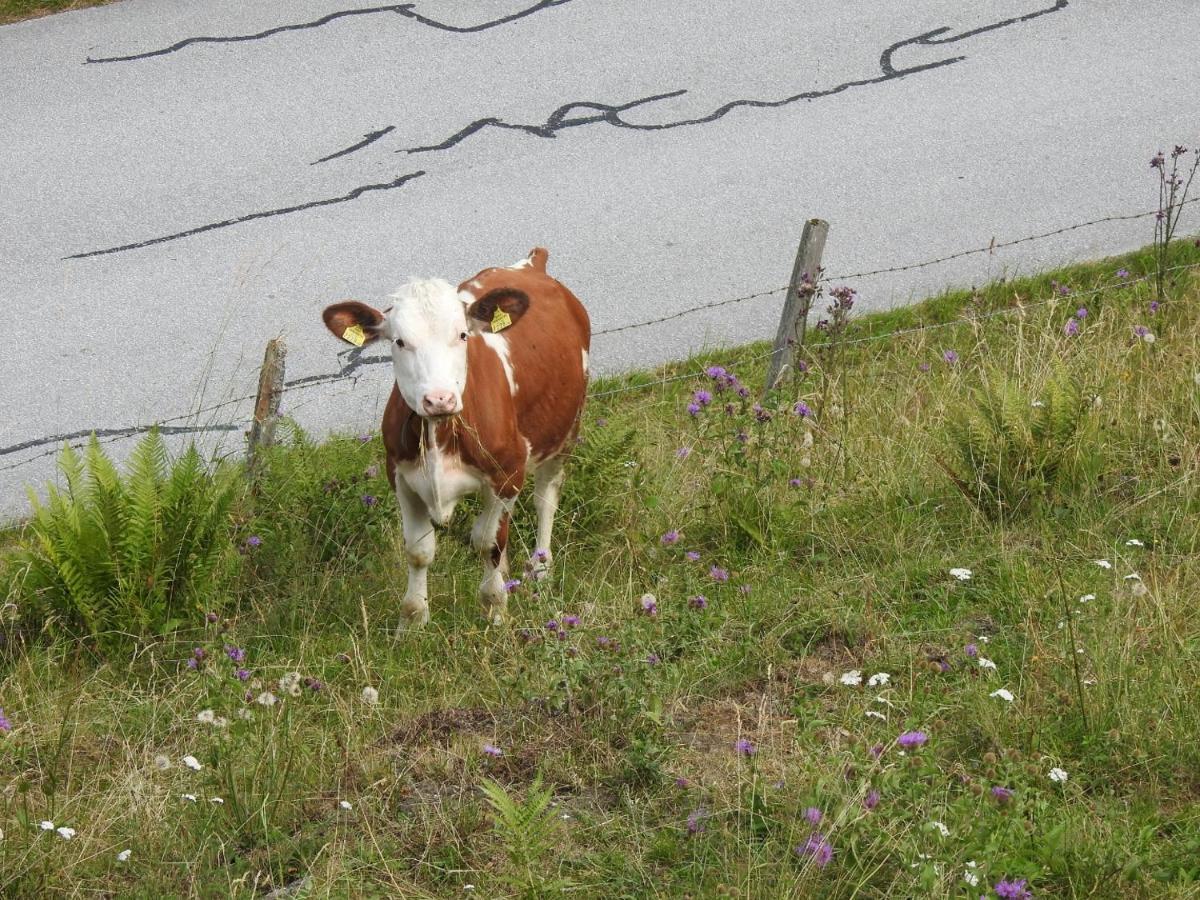 Zauneralm Aich  Eksteriør billede